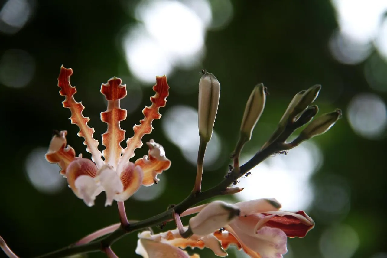 Bed and Breakfast Casa Colibri Tankah Tulum